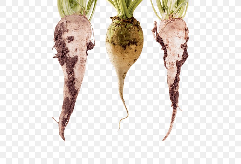 Food Glyphosate Sugar Beet Genetically Modified Canola, PNG, 567x560px, Food, Beetroot, Canola, Crop, Genetically Modified Canola Download Free