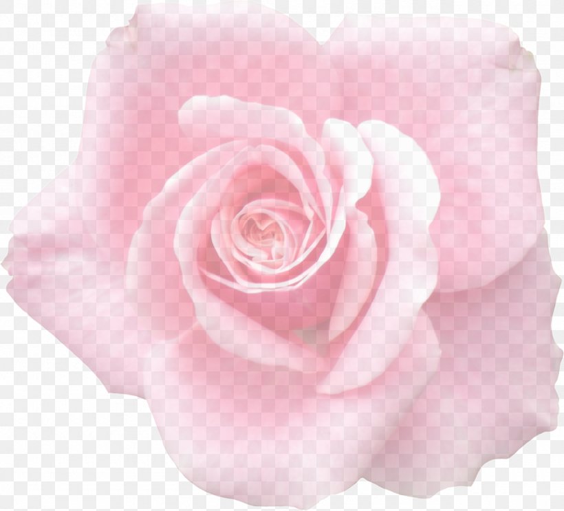 Garden Roses Cabbage Rose Floribunda Flora: Images Flower, PNG, 1280x1161px, Garden Roses, Cabbage Rose, Cut Flowers, Flora Images, Floribunda Download Free