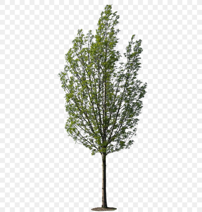 Larch Tree Planting Tropical Woody Bamboos, PNG, 400x859px, Larch, Arecaceae, Aspen, Babassu, Branch Download Free