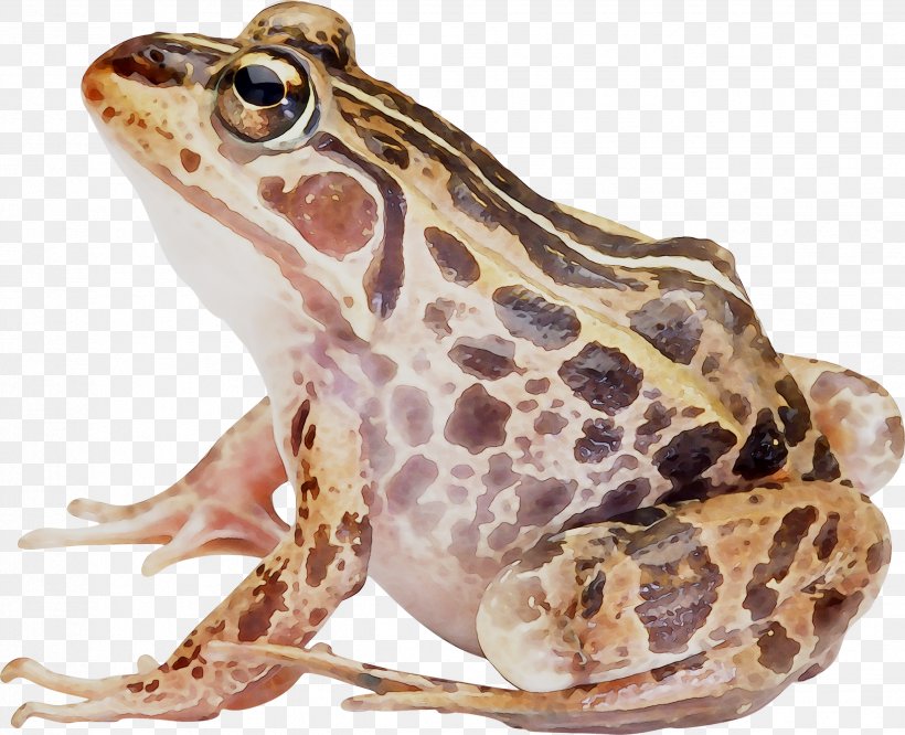 American Bullfrog Amphibians Toad True Frog, PNG, 2472x2009px, Frog, American Bullfrog, Amphibian, Amphibians, Anaxyrus Download Free