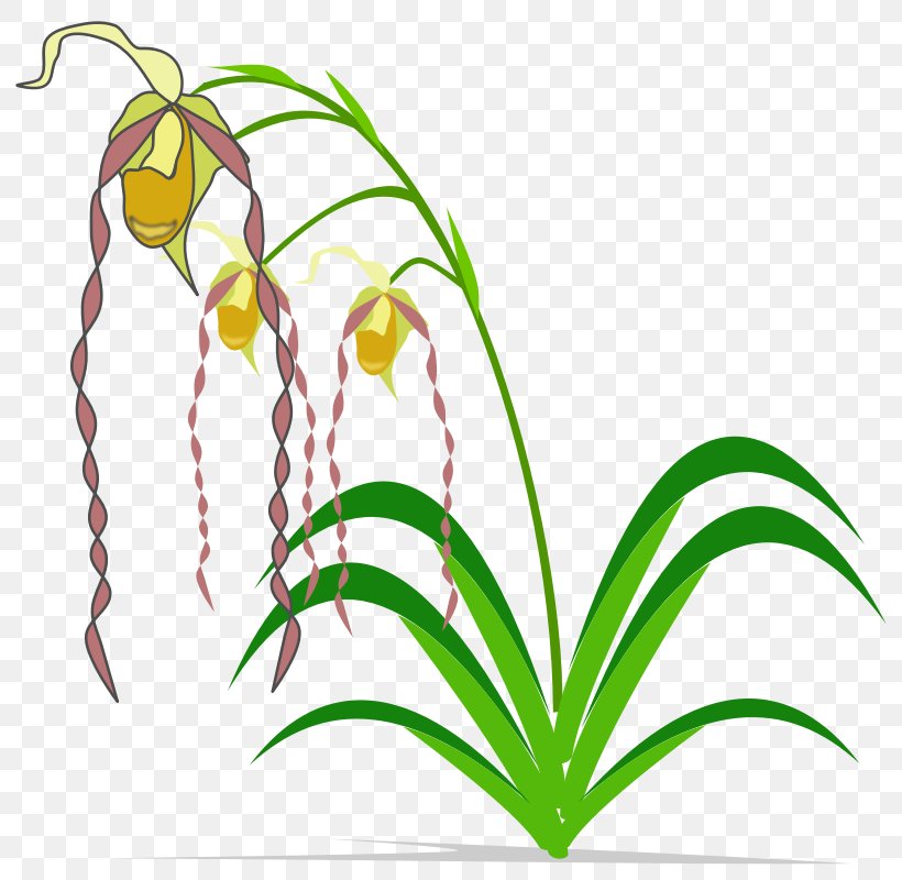 Easter Lily Flower Orchids Clip Art, PNG, 800x800px, Easter Lily, Branch, Flora, Floral Design, Flower Download Free