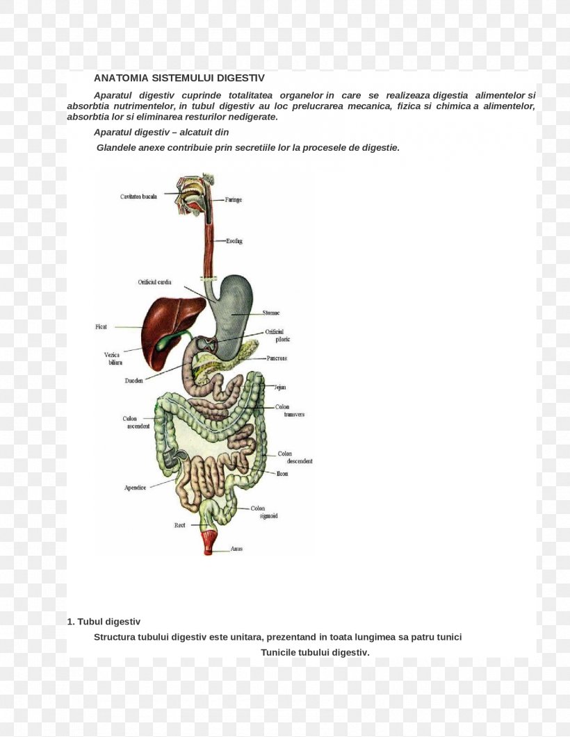 Homo Sapiens Dog Human Digestive System Digestion Metabolism, PNG, 1700x2200px, Watercolor, Cartoon, Flower, Frame, Heart Download Free