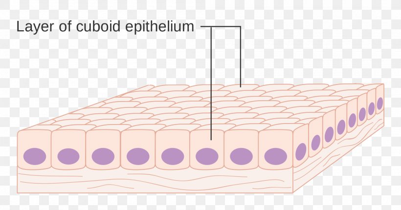 /m/083vt Mattress Line Product Design Cell, PNG, 2000x1051px, Mattress, Cell, Epithelium, Furniture, Tissue Download Free