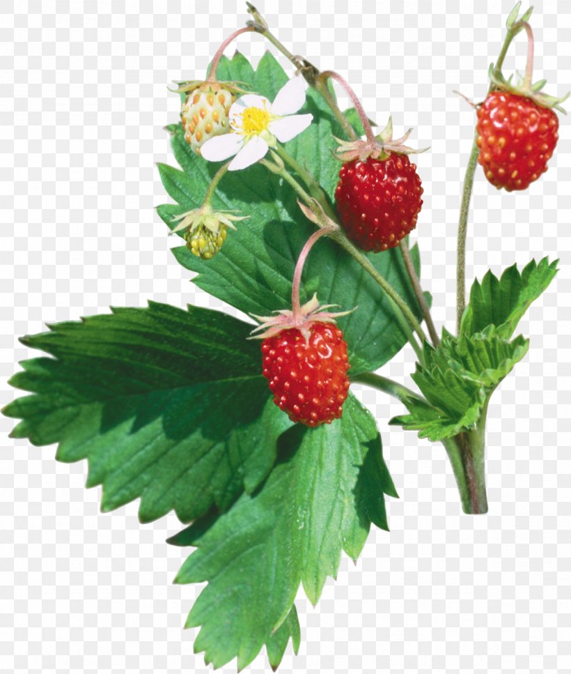Musk Strawberry Clip Art, PNG, 1181x1394px, Strawberry, Berry, Blackberry, Boysenberry, Bramble Download Free