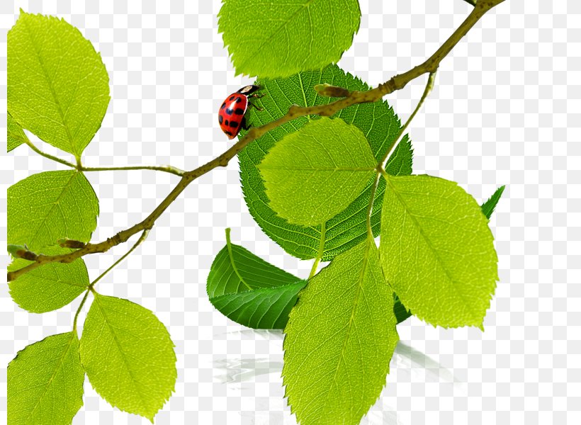 Euclidean Vector Ladybird Icon, PNG, 800x600px, Ladybird, Branch, Copyright, Green, Landslide Download Free
