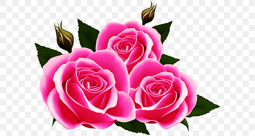 Garden Roses, PNG, 600x438px, Flower, Cut Flowers, Floribunda, Garden Roses, Petal Download Free