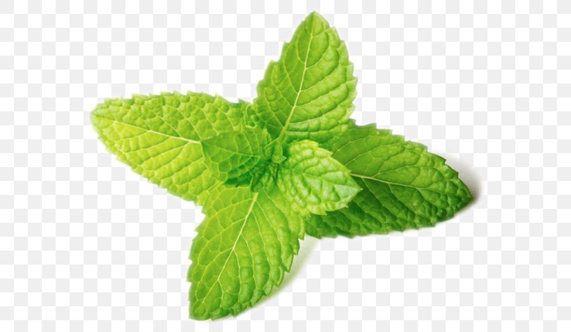Peppermint Spearmint Image Stock Photography Leaf, PNG, 600x477px, Peppermint, Colourbox, Food, Herb, Istock Download Free