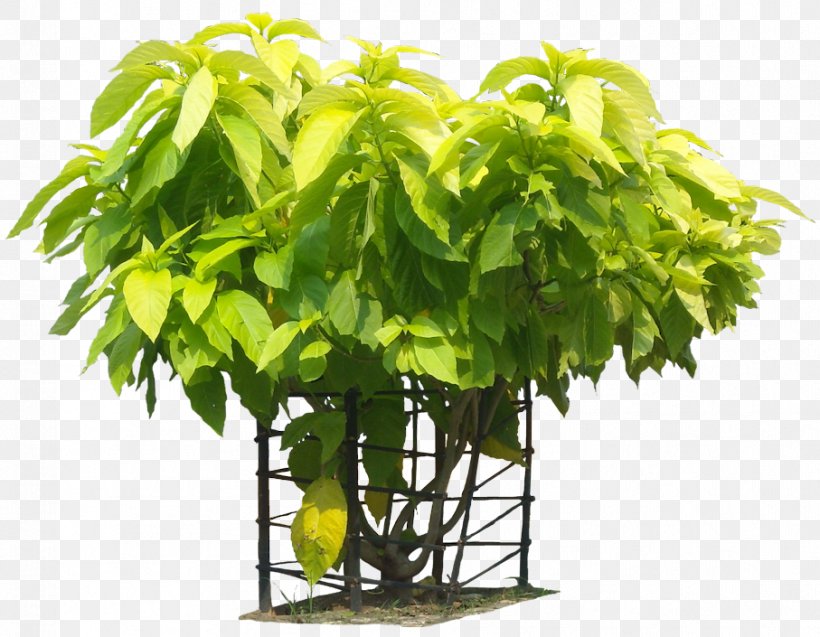 Pisonia Alba Plumeria Alba Leaf, PNG, 907x705px, Pisonia, Butterhead Lettuce, Container Garden, Flowerpot, Frangipani Download Free