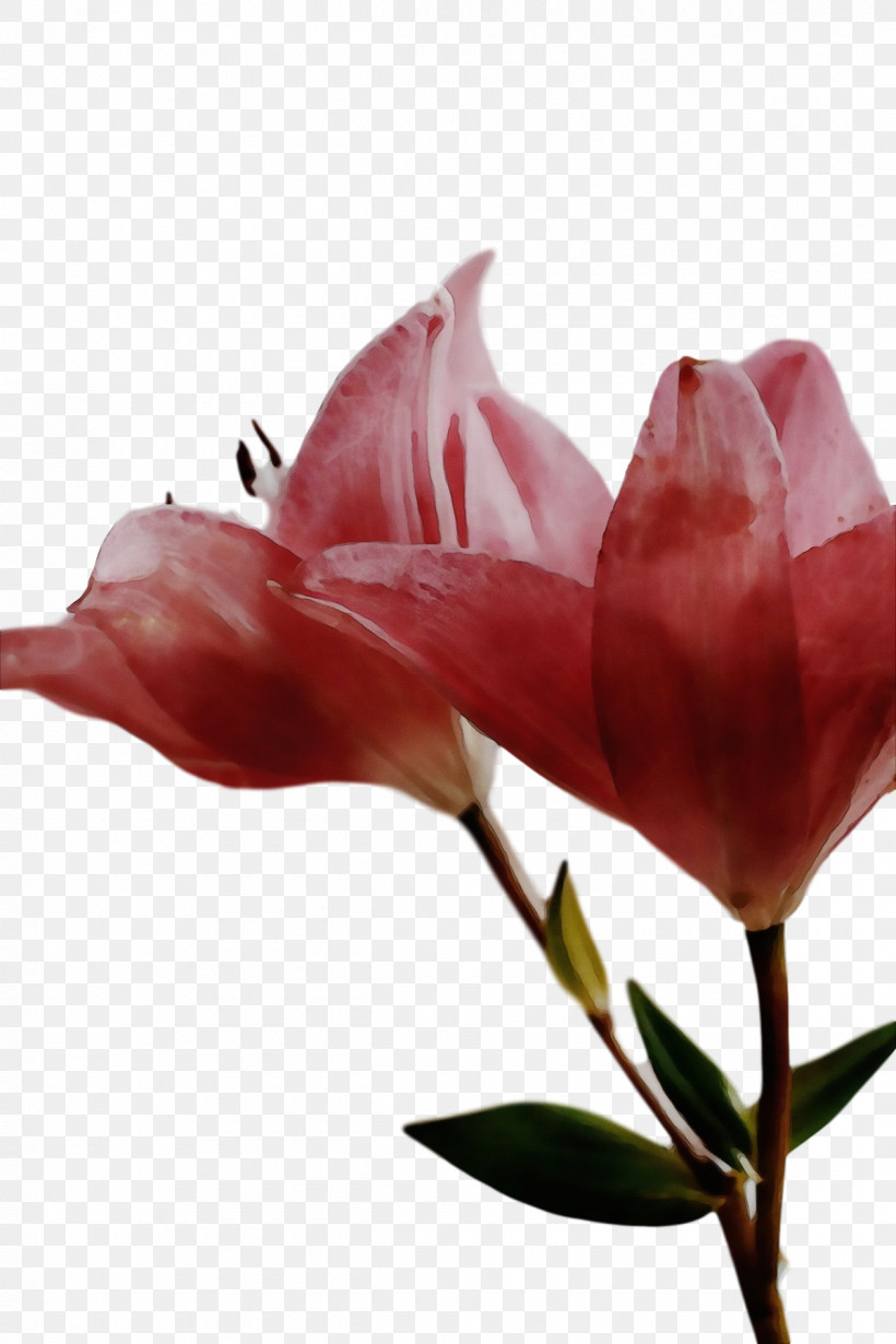 Royalty-free Close-up Flower Cut Flowers Plants, PNG, 1200x1800px, Watercolor, Closeup, Cut Flowers, Flower, Paint Download Free