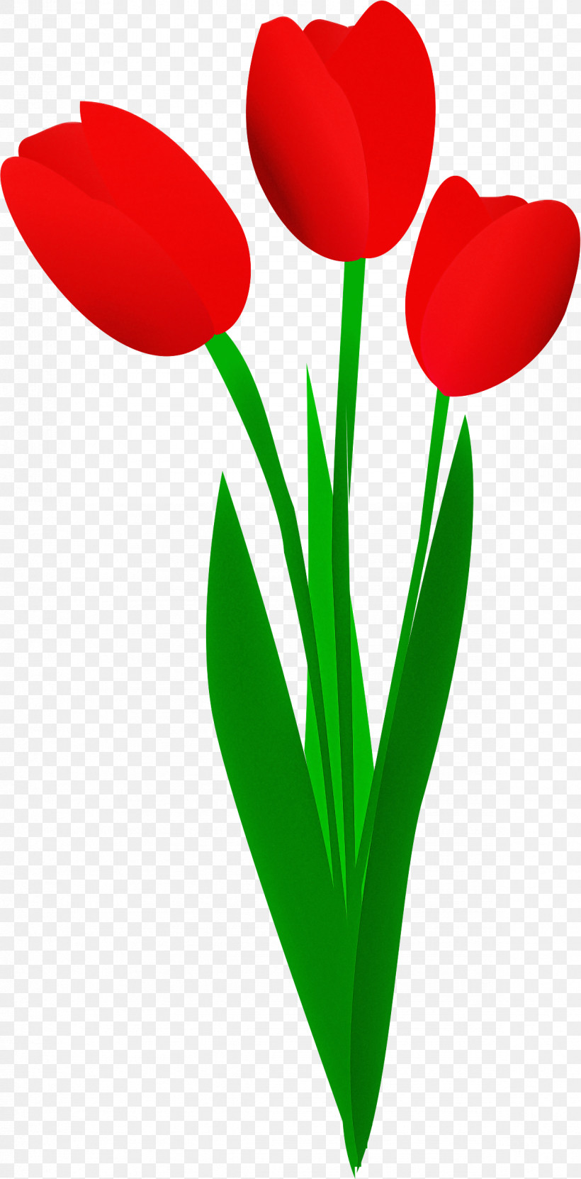 Tulip Red Petal Flower Plant, PNG, 1184x2401px, Tulip, Coquelicot, Cut Flowers, Flower, Pedicel Download Free