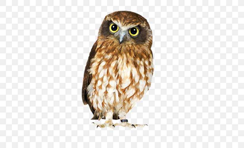 Brown Hawk-owl Bird Barn Owl Clip Art, PNG, 500x500px, Owl, Barn Owl, Beak, Bird, Bird Of Prey Download Free