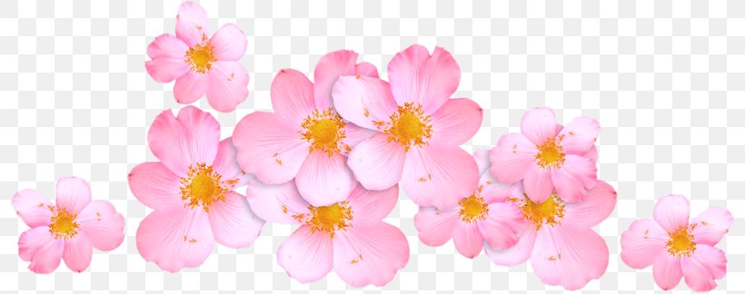 Cherry Blossom Pink M ST.AU.150 MIN.V.UNC.NR AD Flowering Plant, PNG, 800x324px, Blossom, Cherry, Cherry Blossom, Flower, Flowering Plant Download Free