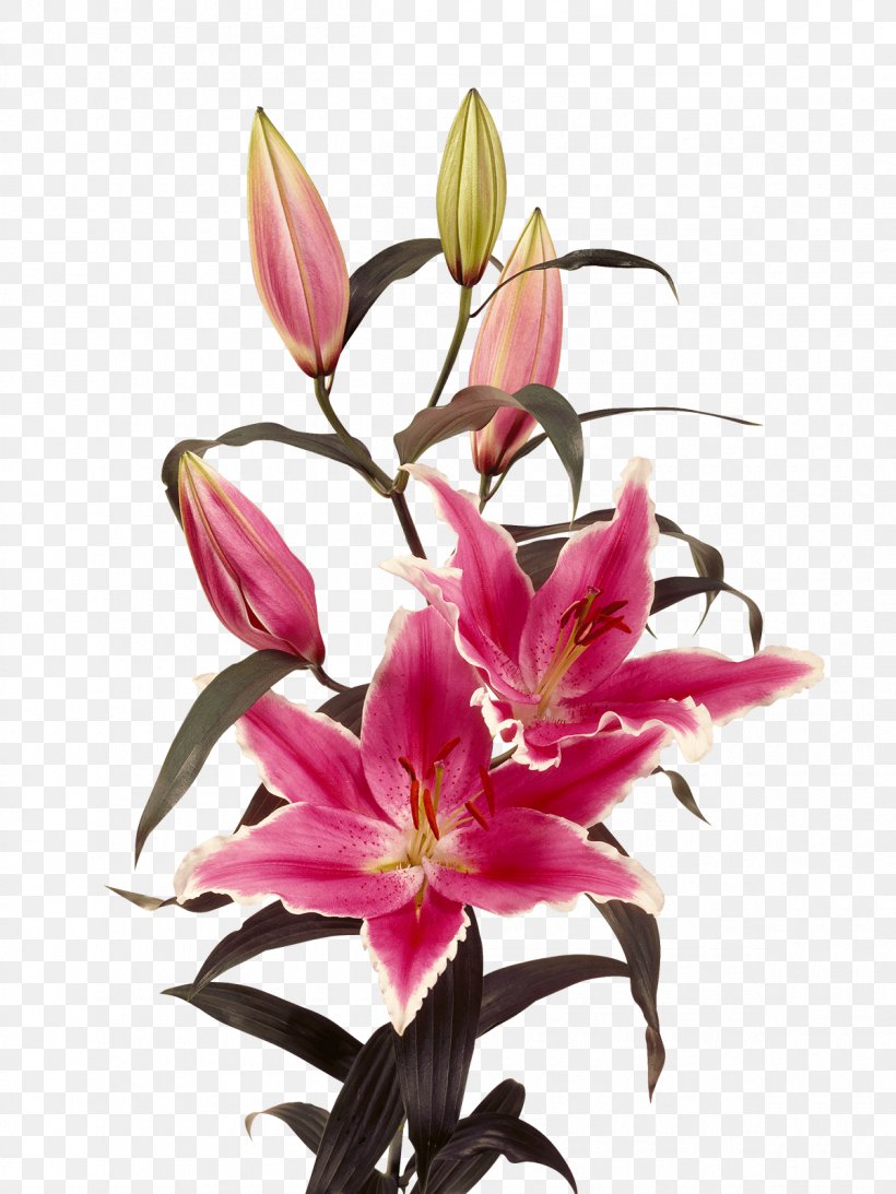 Lily Bulb Ravenna Oriental Hybrids Royal Van Zanten, PNG, 1200x1600px, Lily, Bolsena, Bulb, Color, Cut Flowers Download Free