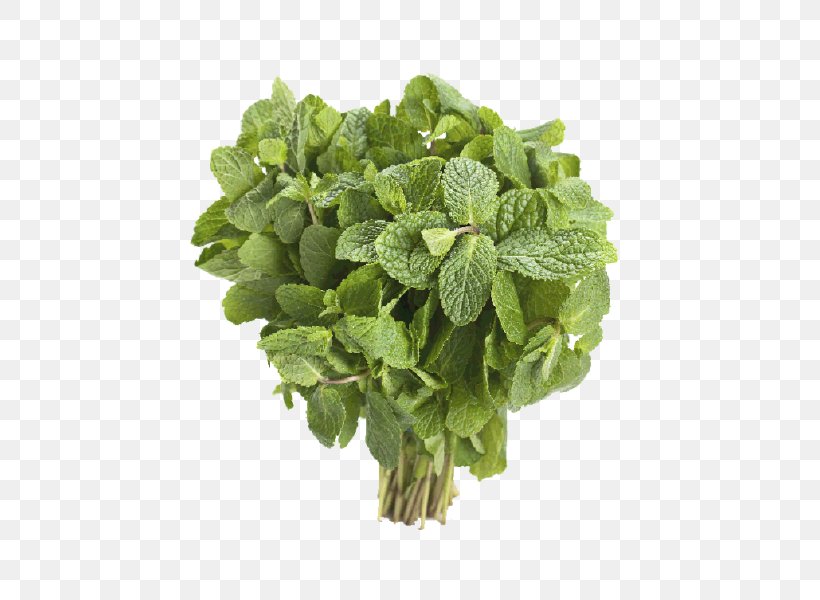 Spinach Spring Greens Singing Basil Herbalism, PNG, 478x600px, Watercolor, Cartoon, Flower, Frame, Heart Download Free