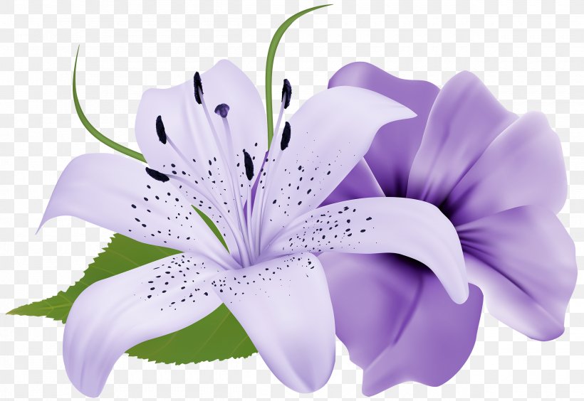 Flower Purple Lilium Clip Art, PNG, 2500x1720px, Flower, Flower Bouquet, Flowering Plant, Herbaceous Plant, Lavender Download Free