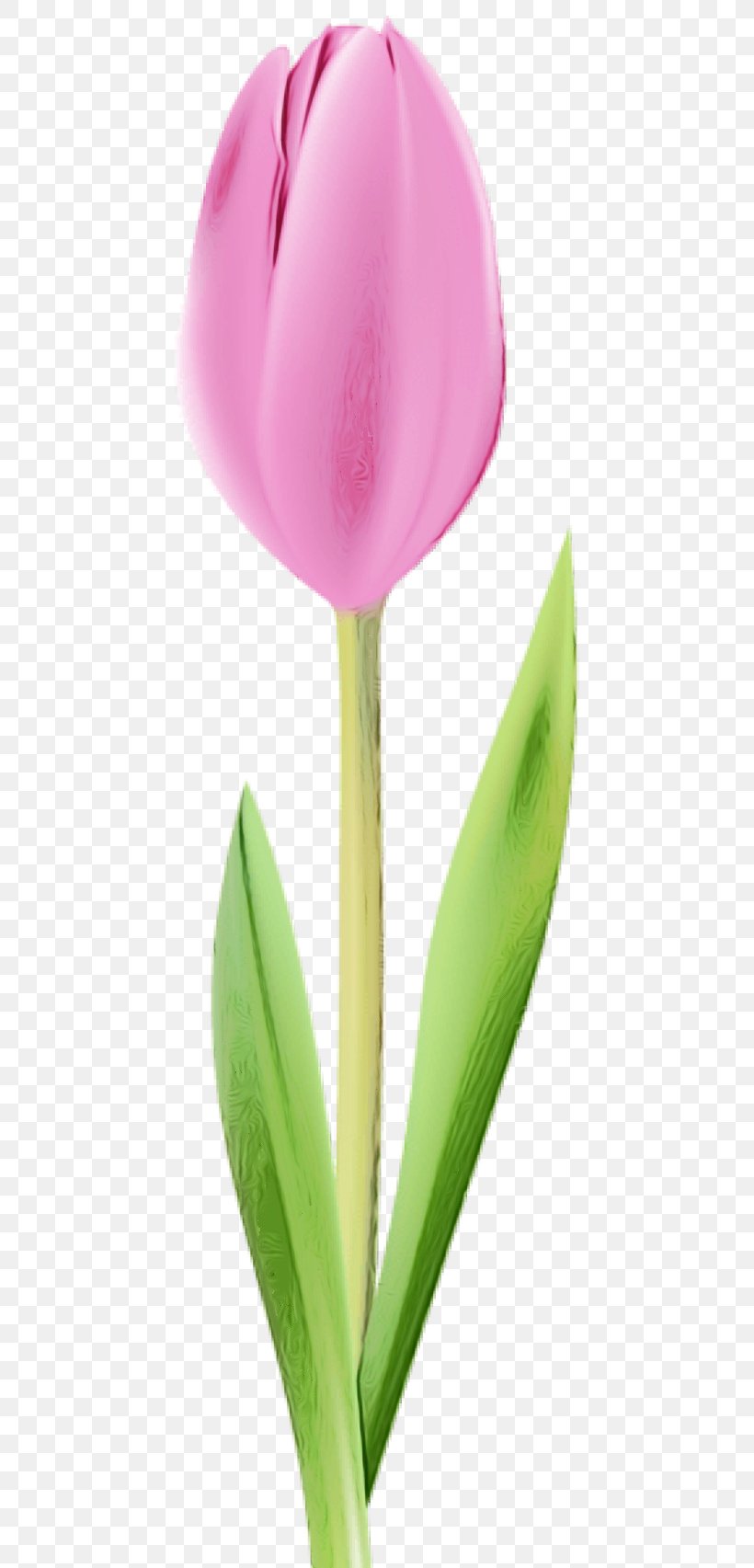 Flower Tulip Petal Plant Flowering Plant, PNG, 480x1705px, Watercolor, Bud, Flower, Flowering Plant, Lily Family Download Free