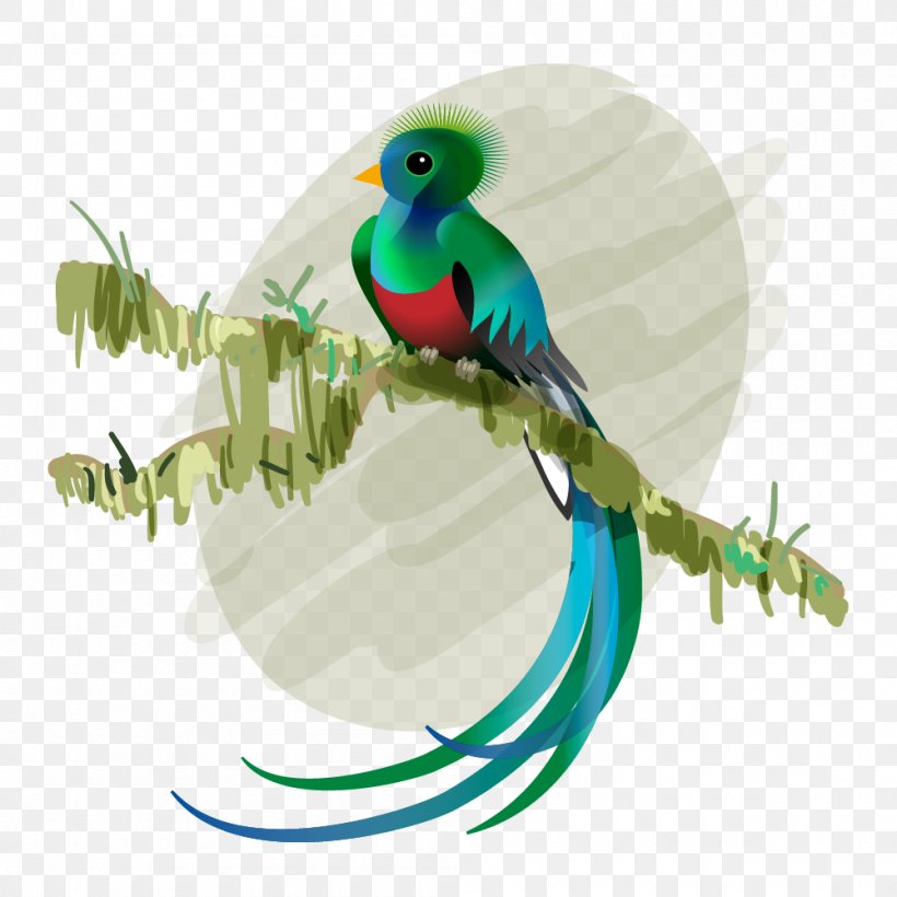Budgerigar Bird Resplendent Quetzal Feather El Quetzal, PNG, 1000x1000px, Budgerigar, Beak, Bird, Common Pet Parakeet, El Quetzal Download Free