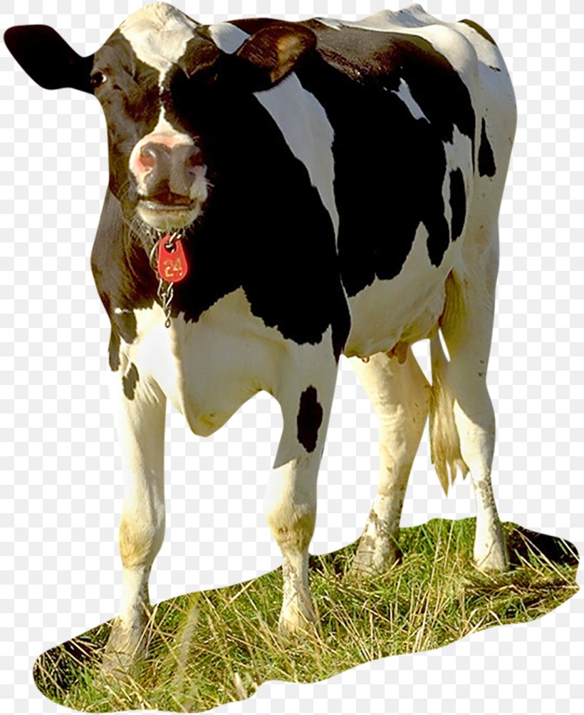 Dairy Cattle Baka Calf Taurine Cattle Holstein Friesian Cattle, PNG, 813x1003px, Dairy Cattle, Baka, Bull, Calf, Cattle Download Free