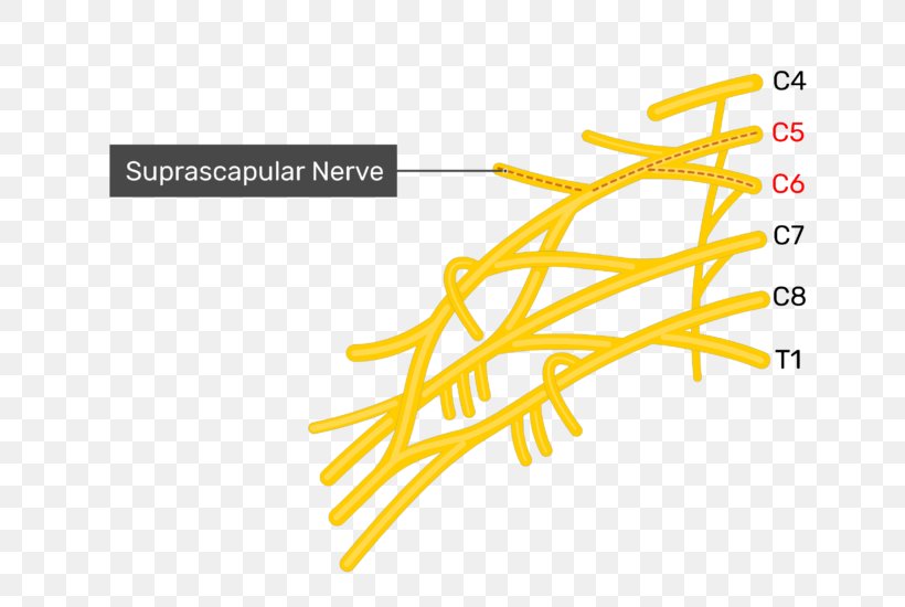 Lower Subscapular Nerve Upper Subscapular Nerve Thoracodorsal Nerve Subscapularis Muscle, PNG, 720x550px, Nerve, Area, Axillary Nerve, Brachial Plexus, Brand Download Free