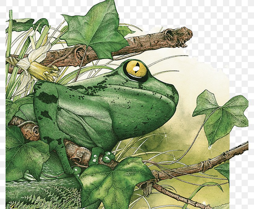 True Frog Amazon Rainforest Tropical Rainforest Tropics, PNG, 784x674px, True Frog, Amazon Rainforest, Amphibian, Animal, Drawing Download Free