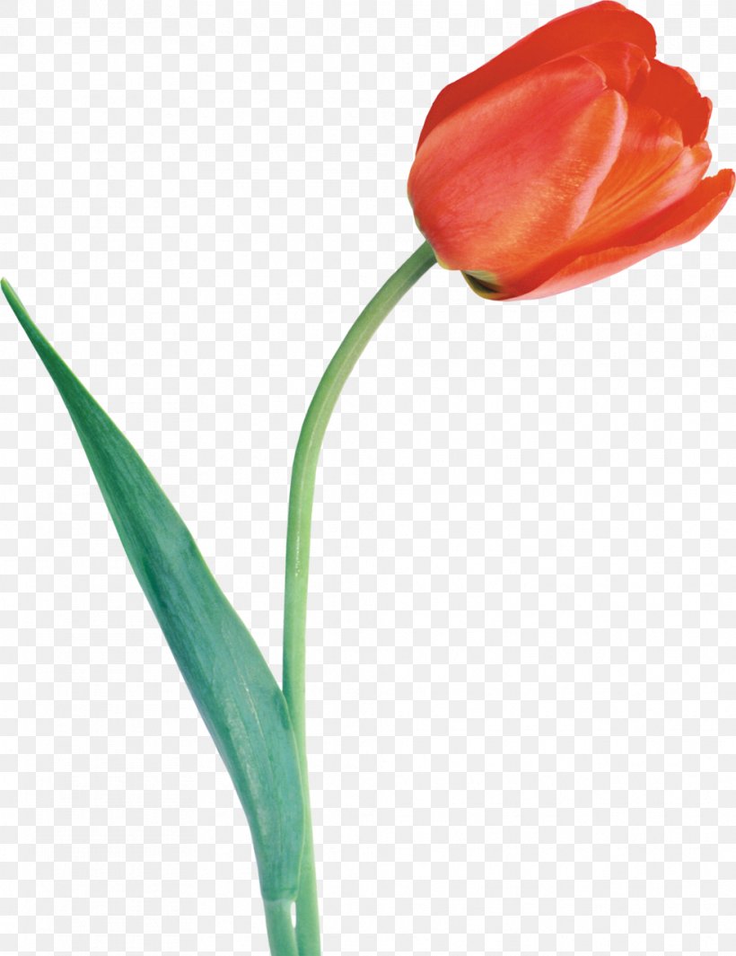 Tulipa Gesneriana Flower Bulb Clip Art, PNG, 985x1280px, Tulipa Gesneriana, Bud, Bulb, Cut Flowers, Flower Download Free