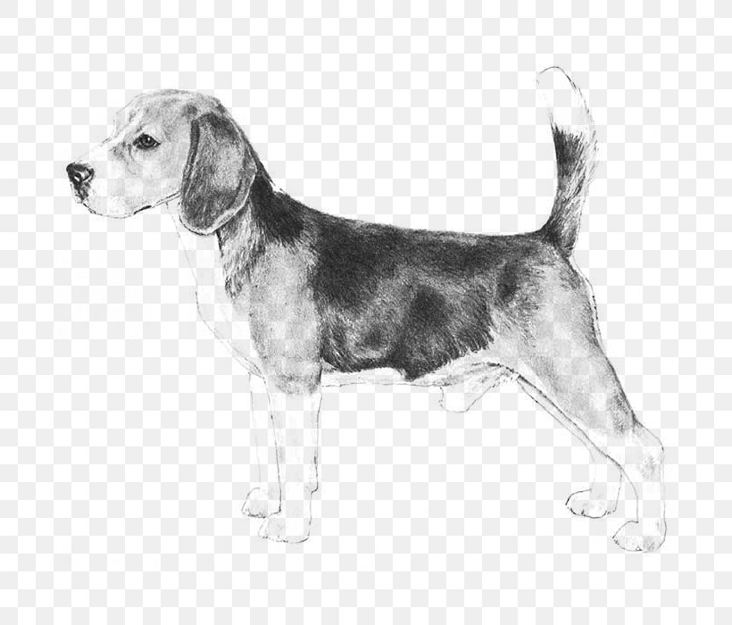 Beagle Puppy Veterinarian Dog Breed Pet, PNG, 700x700px, Beagle, American Kennel Club, Breed, Carnivoran, Companion Dog Download Free