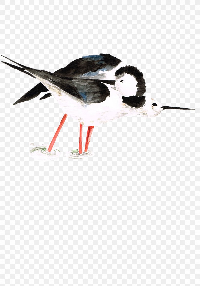 Beak Fauna Feather Wader, PNG, 1200x1712px, Beak, Bird, Fauna, Feather, Shorebird Download Free