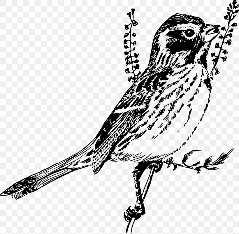Finch Sparrow Black And White Line Art Clip Art, PNG, 2398x2350px, Finch, Art, Beak, Bird, Bird Of Prey Download Free