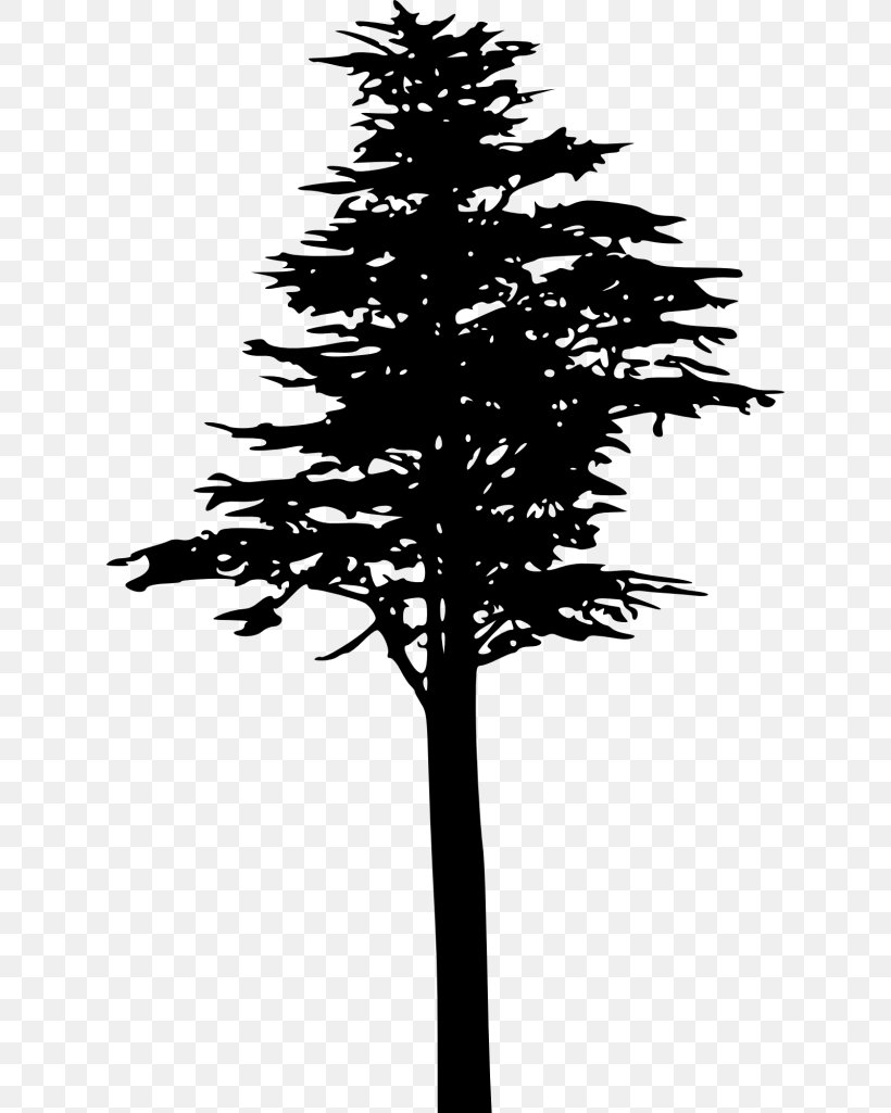 Fir Spruce Lodgepole Pine Conifer Cone Conifers, PNG, 624x1025px, Fir, Black And White, Branch, Conifer, Conifer Cone Download Free