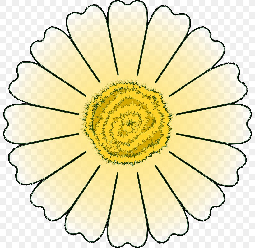 Flower Petal Common Daisy Clip Art, PNG, 800x800px, Flower, Chrysanths, Color, Common Daisy, Cut Flowers Download Free