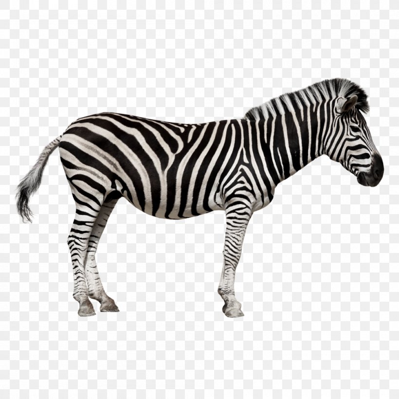 Horse Burchell's Zebra Chapman's Zebra Quagga, PNG, 1000x1000px, Horse, Animal Figure, Black And White, Equus, Horse Like Mammal Download Free