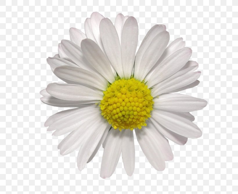 Oxeye Daisy Chrysanthemum Paludosum, PNG, 800x669px, Oxeye Daisy, Argyranthemum Frutescens, Aster, Blue, Chamaemelum Nobile Download Free