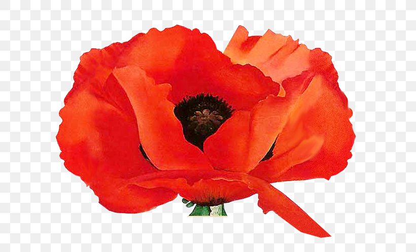 Remembrance Poppy Painting Oriental Poppies: Little Keep It Flowers, PNG, 600x497px, Poppy, Annual Plant, Art, Art Museum, Artist Download Free