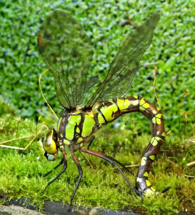 Southern Hawker Insect Dragonfly Ovipositor Arthropod, PNG, 2912x3213px, Southern Hawker, Aeshna, Animal, Arthropod, Dragonflies And Damseflies Download Free