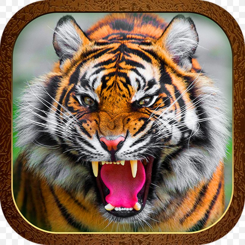 Tiger Roar Cat Jaguar Animal, PNG, 1024x1024px, Tiger, Anger, Animal, Animal Bite, Big Cat Download Free