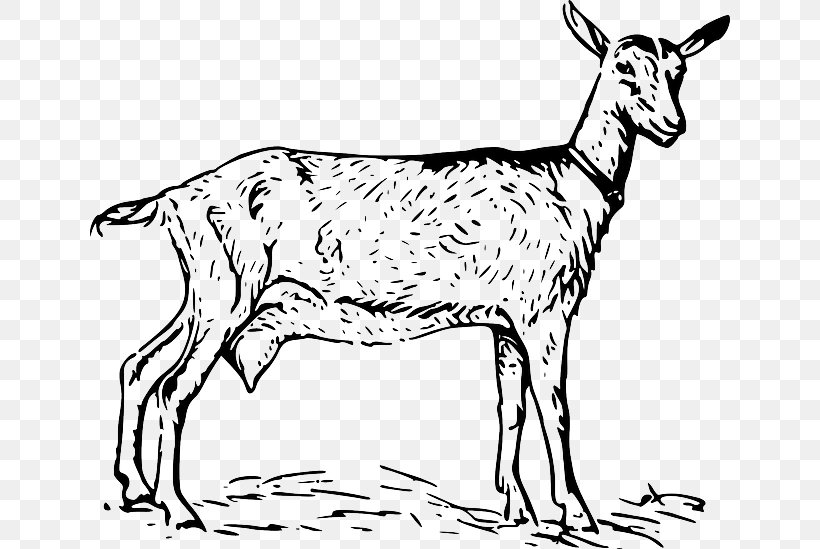 Black Bengal Goat Boer Goat Russian White Goat Anglo-Nubian Goat Clip Art, PNG, 640x549px, Black Bengal Goat, Anglonubian Goat, Animal Figure, Black And White, Boer Goat Download Free