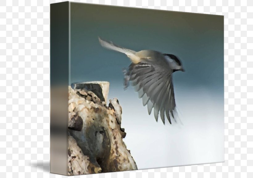 Beak Finches Fauna Feather, PNG, 650x579px, Beak, Bird, Fauna, Feather, Finch Download Free
