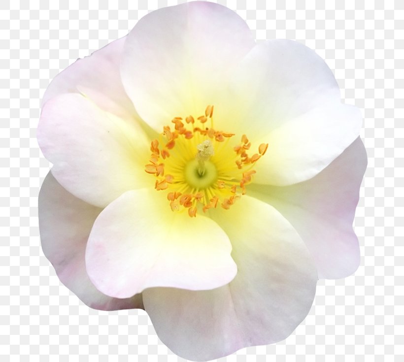 Flower, PNG, 674x735px, Flower, Daffodil, Flowering Plant, Gratis, Herbaceous Plant Download Free