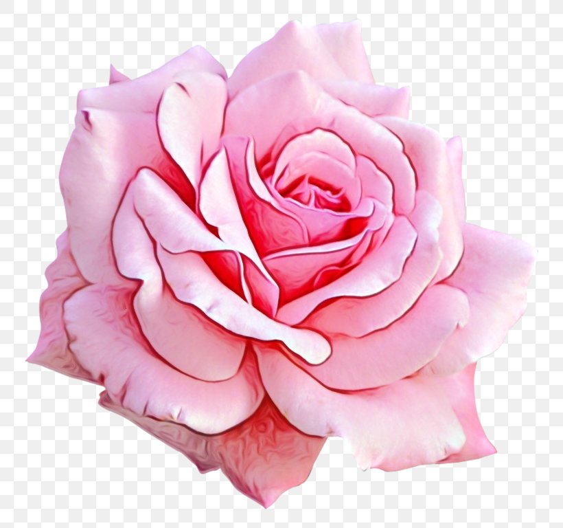 Garden Roses, PNG, 800x768px, Watercolor, Cut Flowers, Floribunda, Flower, Garden Roses Download Free