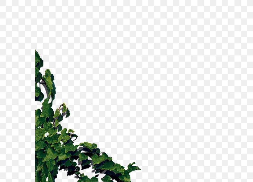 Leaf Tree Pattern, PNG, 591x591px, Leaf, Grass, Green, Plant, Sky Download Free