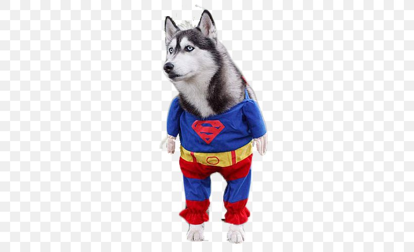 Siberian Husky Clark Kent Pet, PNG, 600x500px, Siberian Husky, Alaskan Klee Kai, Carnivoran, Clark Kent, Clothing Download Free