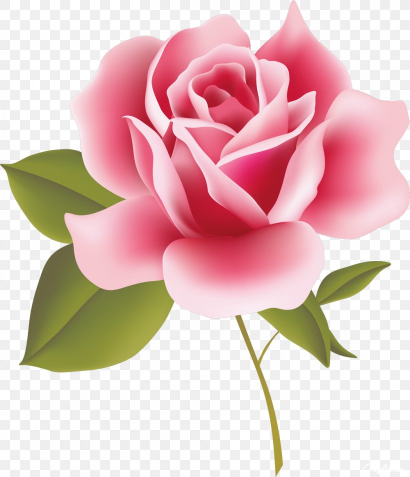 Vintage Roses: Beautiful Varieties For Home And Garden Pink Clip Art, PNG, 1000x1164px, Rose, Blog, Bud, China Rose, Cut Flowers Download Free