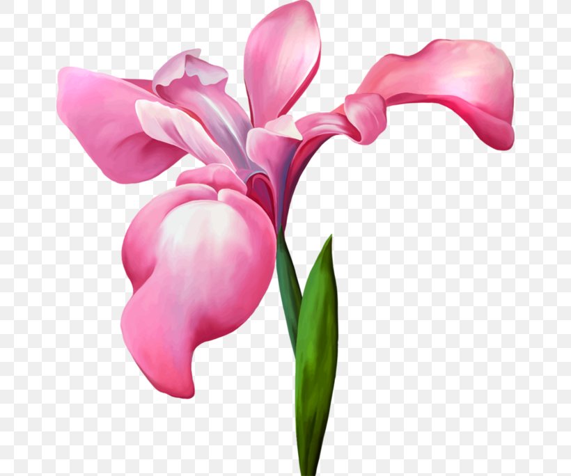 Iris Versicolor Iris Flower Data Set Royalty-free Stock Illustration, PNG, 658x684px, Iris Versicolor, Blossom, Bud, Cut Flowers, Drawing Download Free