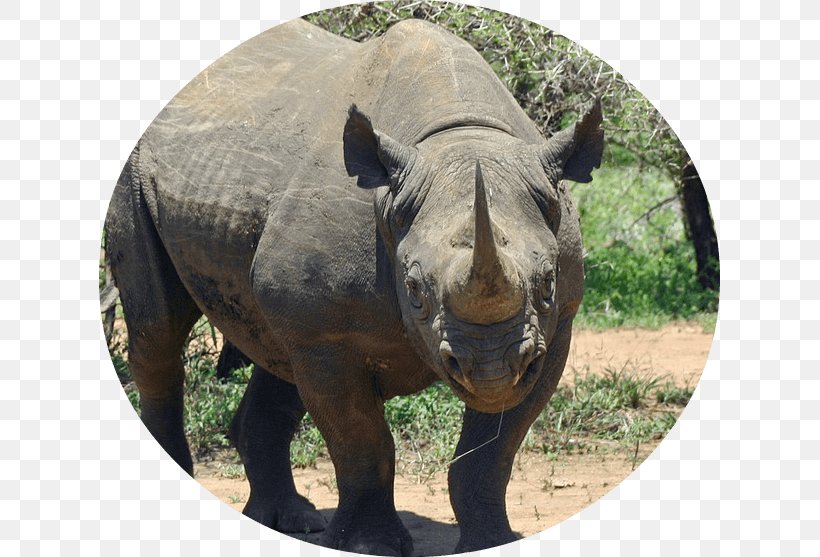 Africa Javan Rhinoceros Western Black Rhinoceros Sumatran Rhinoceros, PNG, 621x557px, Africa, Black Rhinoceros, Critically Endangered, Endangered Species, Fauna Download Free