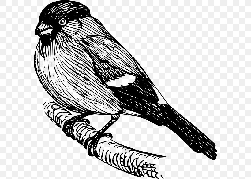 Bird Drawing Bullfinch Clip Art, PNG, 600x586px, Bird, Art, Beak, Bird Of Prey, Black And White Download Free