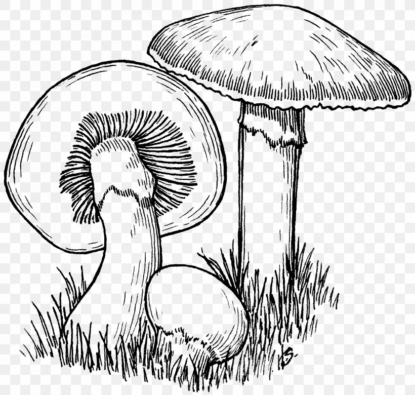 Common Mushroom Drawing, PNG, 1779x1694px, Mushroom, Agaricus Campestris, Art, Artwork, Black And White Download Free