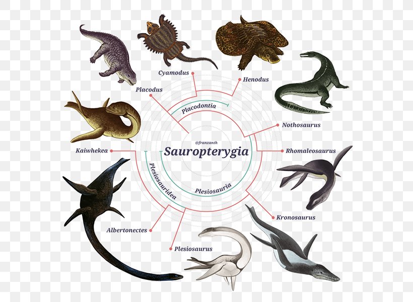 Sauropterygia Phylogenetic Tree Plesiosauria Biology Taxon, PNG, 600x600px, Sauropterygia, Biology, Cladogram, Diapsid, Fauna Download Free