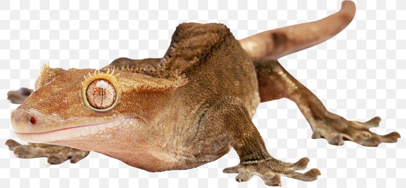 Gecko Lizard Chameleons 爬行动物: 蜥蜴, PNG, 800x380px, Gecko, Amphibian, Animal Figure, Chameleons, Desert Horned Lizard Download Free