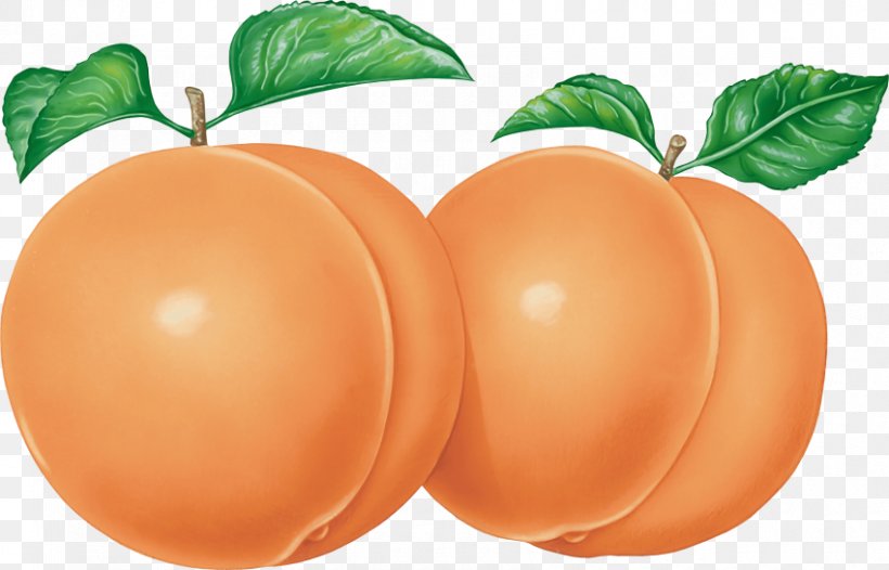 Peach Clip Art Image Photograph, PNG, 850x546px, Peach, Almond, Apricot, Black And White, Citrus Download Free