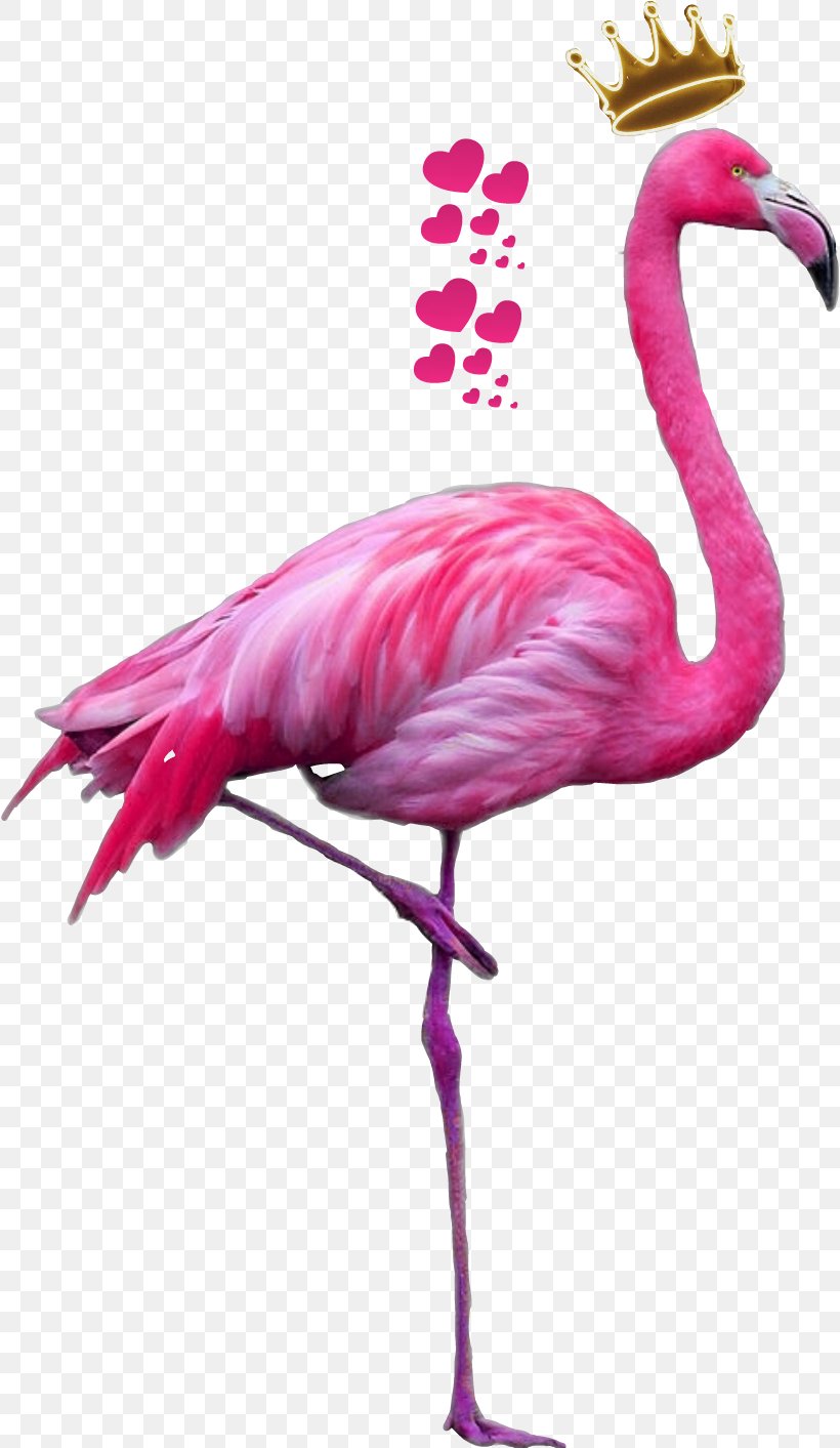 Plastic Flamingo Clip Art Greater Flamingo, PNG, 818x1413px, Plastic Flamingo, American Flamingo, Beak, Bird, Flamingo Download Free
